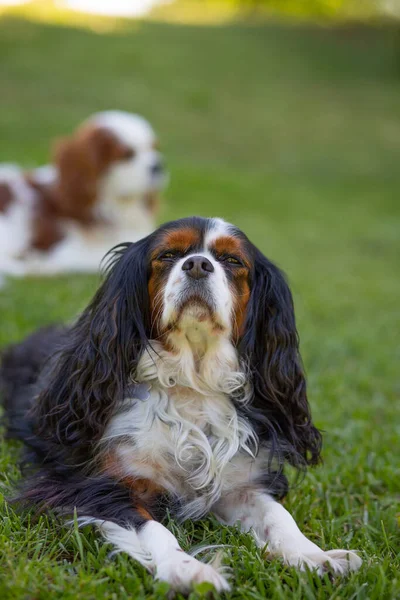 Kawaler Król Karol Spaniel Trójkolorowy Pies Naturze Słoneczny Dzień Wybiórcze Zdjęcia Stockowe bez tantiem