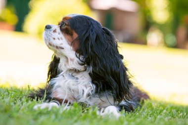 Güneşli bir günde doğada bir Şövalye Kral Charles Spaniel köpeği. Seçici odaklanma. Uzaklara bakıyorum.