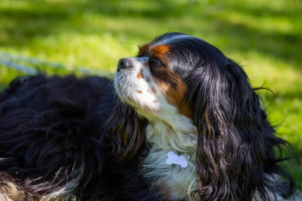 Kawaler Król Karol Spaniel Pies Naturze Słoneczny Dzień Skupienie Selektywne — Zdjęcie stockowe