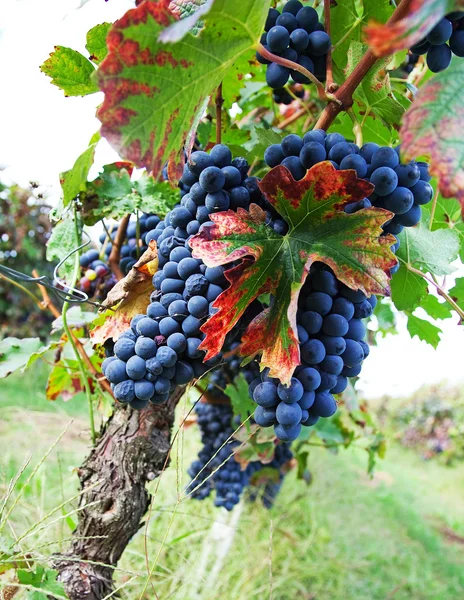 Viñedo, vendimia . —  Fotos de Stock