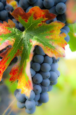 Vineyard, grape harvest in Italy, Piedmont. clipart