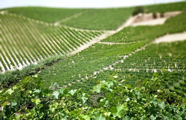 Vineyards (vintage effect) — Stock fotografie