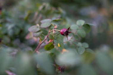 Yeşil yapraklı çalılar ve kırmızı gülüzümü