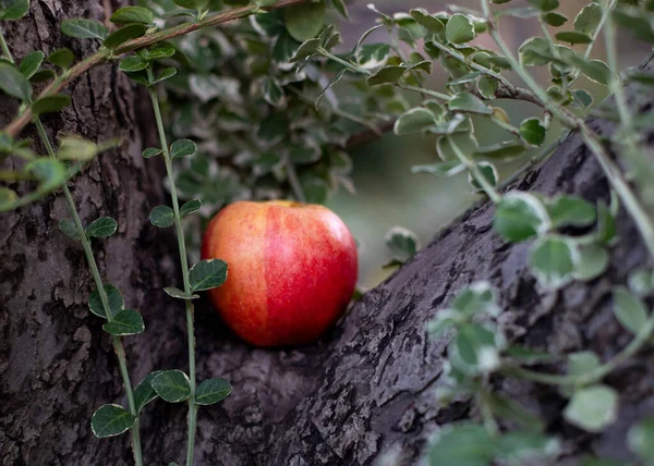 Piękne Dojrzałe Czerwone Jabłko Leży Drzewie — Zdjęcie stockowe