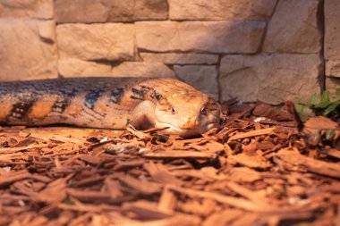 Mavi kamış derisi portresi. Kertenkele yalan söylüyor ve düz görünüyor.