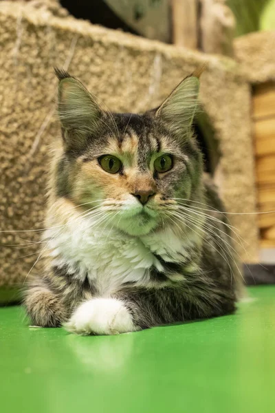 Maine Coon cat with a long mustache. A multi-colored cat lies on the floor.