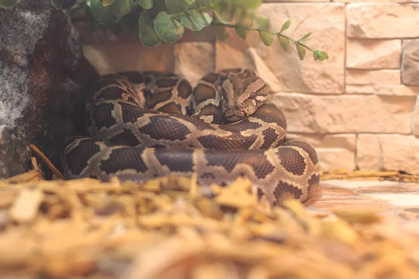 Teraryumda dinlenen dev bir piton yılanı. Güzel yılan derisi