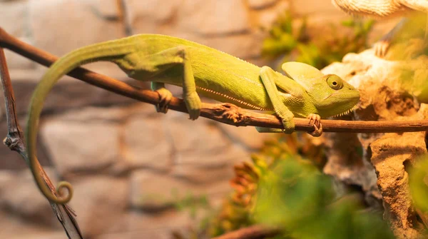 Bir dalda yeşil iguana, iguana cinsinden otçul bir kertenkele.