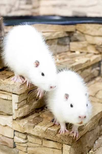 Albino beyaz fındıklı çocuklar basamaklarda dururlar. İki küçük ceviz