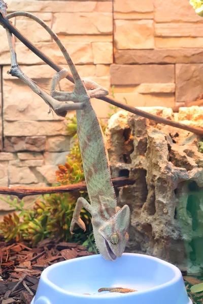 Caméléon Affamé Essaie Obtenir Nourriture Dans Une Assiette Caméléon Mange Photo De Stock