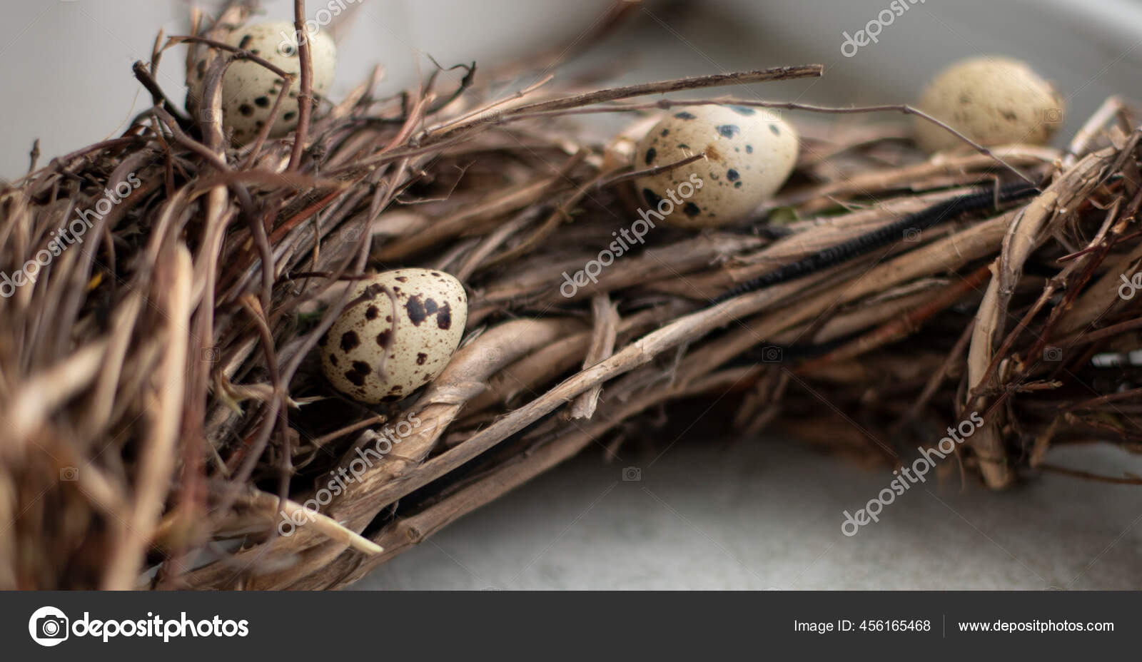Berbintik Telur Burung Puyuh Terletak Cabang Cabang Sarang Dengan Telur Stok Foto C Angelika12312312 Gmail Com 456165468