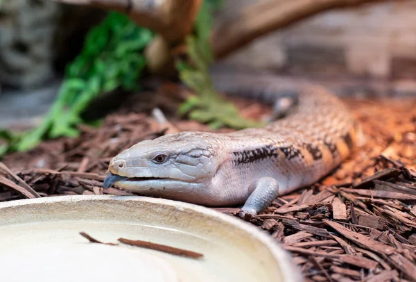 Close-up of a skink lizard with a blue tongue with tongue details on sawdust background. Lizard Tiligua Rugosa, also known as sleepy lizard or stocky lizard in its natural arid habitat in Australia