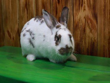 Ahşap bir duvarın arkasında büyük beyaz bir tavşan. Hayvan tavşanı. Hayvanat bahçesi. Tavşancık