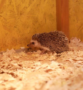 Talaşların arasında sevimli bir kirpi. Sırtı sarı bir duvara dikenli bir kirpi. İğneler. Hayvanlar, memeliler.