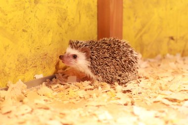 Genç yakışıklı bir kirpi yüzünü gösterdi. İğneler. Memeliler.