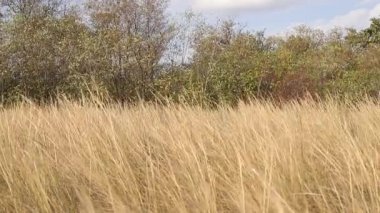 Doğa, rüzgar uzun otları ve ağaçları sallıyor.