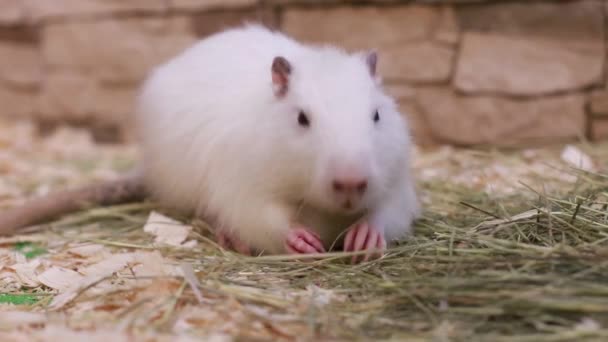 White Nutria Janta Feno Animais Selvagens Roedores — Vídeo de Stock