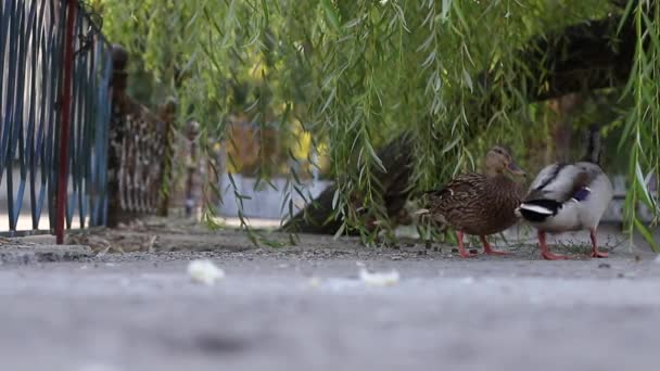 Dzikie Kaczki Chodzą Jedzą Jedzenie Ptaki — Wideo stockowe
