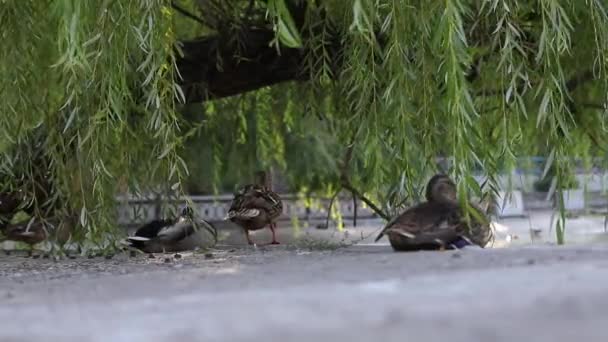 Pájaros Tres Patos Descansan Cerca Del Sauce — Vídeos de Stock