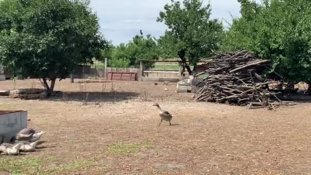 Animals Birds Goose Runs Goose Farm — Stock Video
