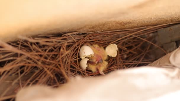 Little Chicks Pigeons Have Just Hatched Bird — Stock Video