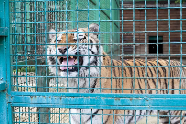 Zoológico Aviário Com Tigre Que Rosna Espeta Língua Grandes Animais — Fotografia de Stock