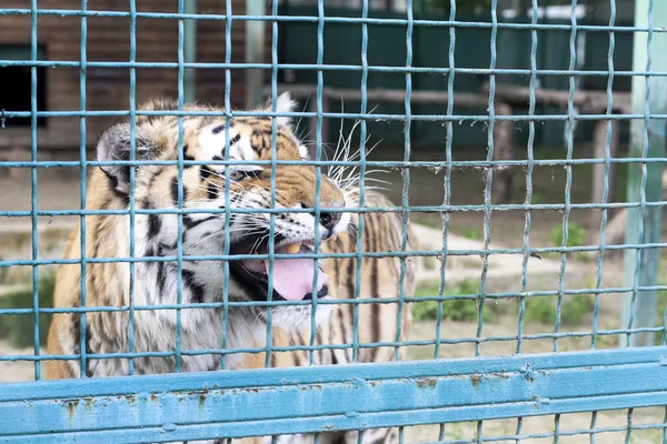Animais Selvagens Gatos Grandes Tigre Barulhento Numa Jaula Circo — Fotografia de Stock