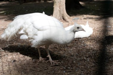 Nadir bulunan kuşlar. Beyaz bir tavus kuşunun yakın çekimi. Aile Sülünü