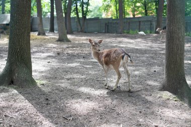 Arka planda orman olan bir düzlükte genç bir geyik. Dengesiz hayvan
