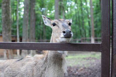 Güzel, genç bir geyik. Vahşi yaşam, hayvan. Geyik