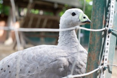 Barren Goose Burnu ızgaranın arkasında. Yeşil gagalı gri kaz. Kuş