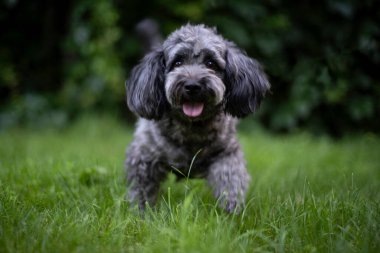 Köpek çimlerin üzerinde koşar. Şirin kıvırcık cüce kaniş..