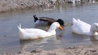 Doğa. Yüzen ördeklerin olduğu bir göl. Suda üç kuş, ikisi beyaz ve...