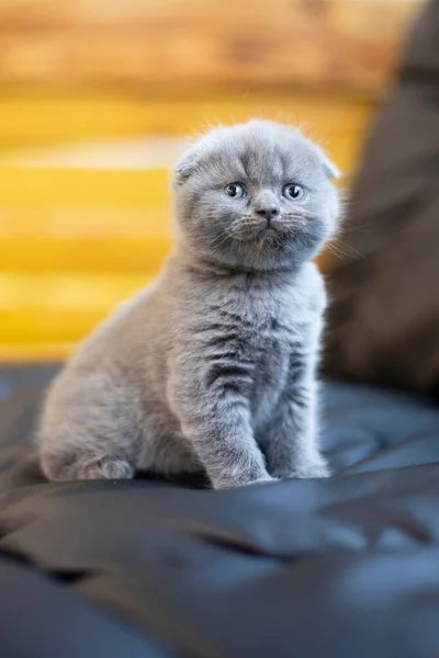 Şirin tüylü İngiliz kedi yavrusu. Mavi gözlü gri İngiliz. Hayvan.