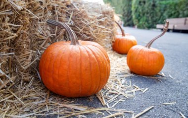 Close up of pumpkins ready for carving or fall decorating for Halloween and Thanksgiving.