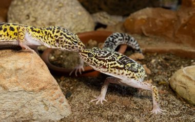 Exotic reptile leopard gecko with yellow spotted skin