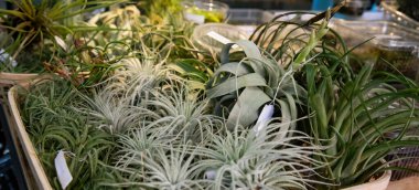 Bolca sulu bitki koleksiyonu: çeşitli tiltland türleri, satışa hazır..