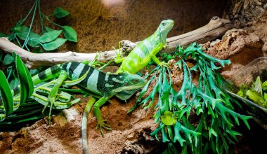 Two bright green iguanas with black stripes on driftwood surrounded by tropical leaves.