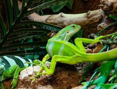 A detailed close-up of a lizard with wide, spiny scales. A beautiful young iguana.