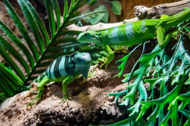 Tropical terrarium, Two lizards with contrasting coloring sit among foliage and branches. Bright green iguanas.