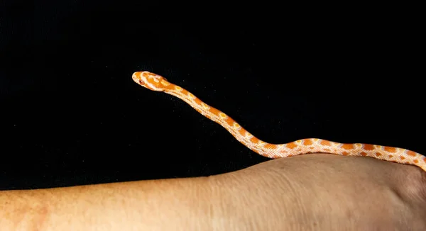 Egzotik Evcil Hayvan Konsepti: Hassas Mısır Yılanı İnsan Derisi Üzerine Şekiller