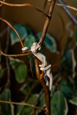 Green exotic chameleon climbing on twig in jungle setup