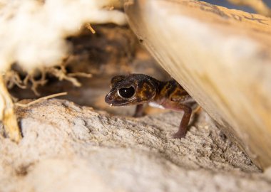 Funny lizard. Small Desert Gecko Peeking from Sand and Moss in Terrariu