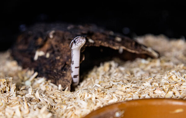 Close-up of a Baby Gray and White Snake in its Enclosure