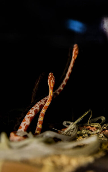 Captivating Shot of a Delicate Corn Snake Hatchling Inside a Vivarium. Snake on a black background