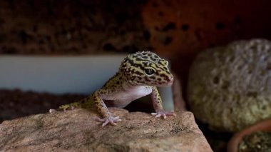  Bir leopar kertenkele bir kayanın üzerinde duruyor. Eublipharus