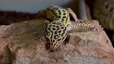 Akvaryumda dinlenen güzel bir leopar kertenkelesinin yakın çekimi.