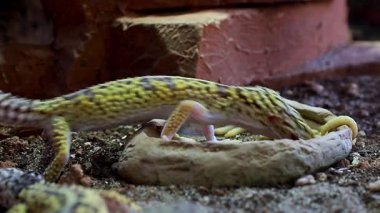  Egzotik bir sürüngen, sarı benekli derili bir leopar kertenkele, solucan yer.