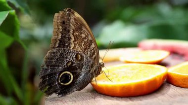 Büyük kar fırtınası Caligo 'nun tadı tatlı portakal nektarı gibi.
