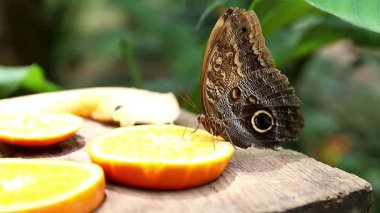 Vurucu Caligo memnon, onu korumak için kanatları kapalı, bir baykuşun büyük gözünü taklit ediyor. Kelebek